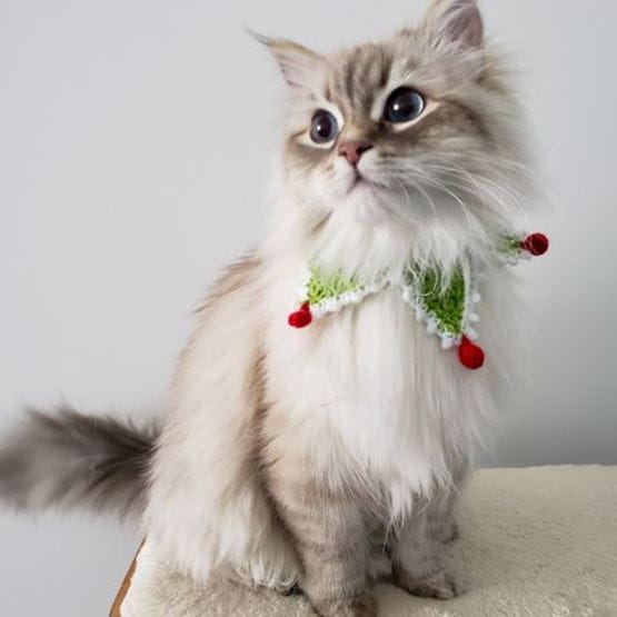 Lutin de Noël chat